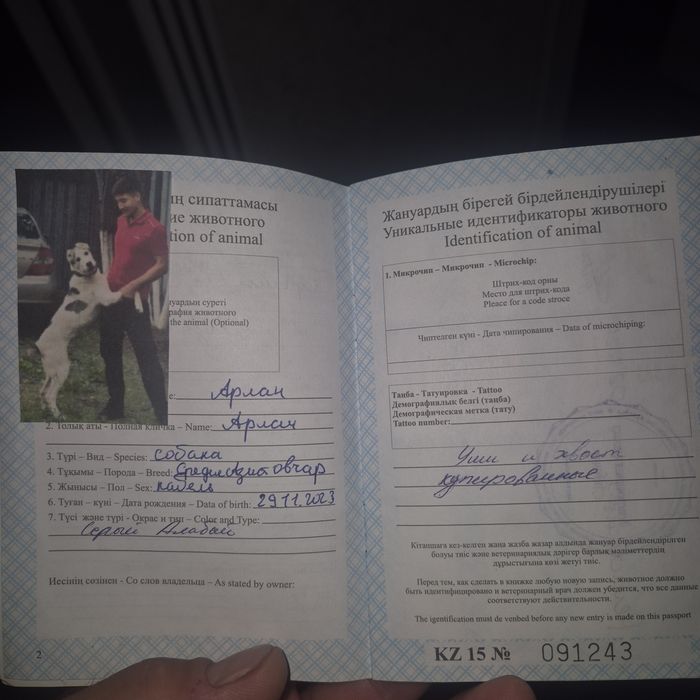 Чистокровный алабай