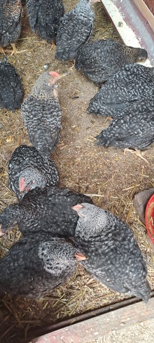 Vind pui porumbac mixt