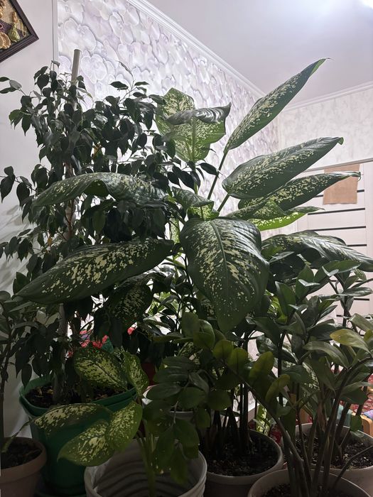 Бөлме гүлдері сатылады