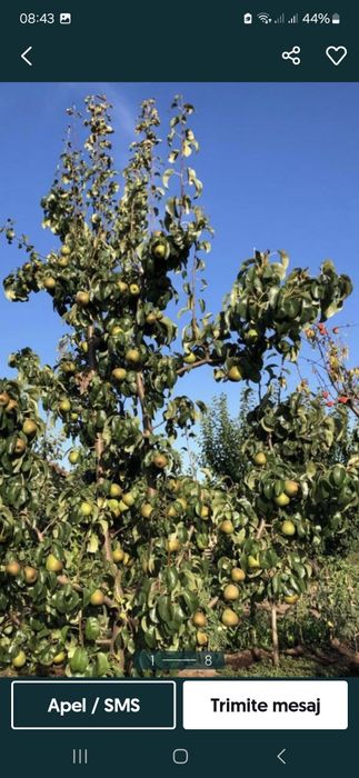 Toaletare pomii arbusti vita de vie  si stropirea acestora