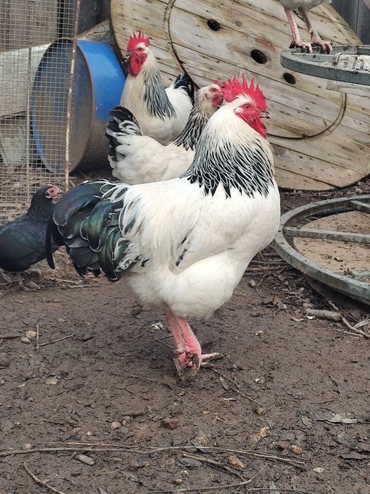 Vand cocosi  Sussex și Rățoi alergătoare indiana potârnichii salbatic