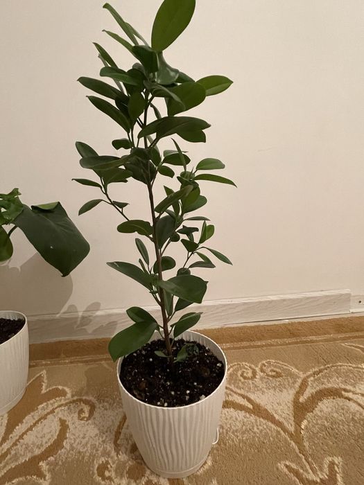 Помпадағы пенистің онлайн бейнесі