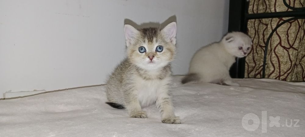 Девочка Скоттиш Страйт золотая тикированная Шиншила