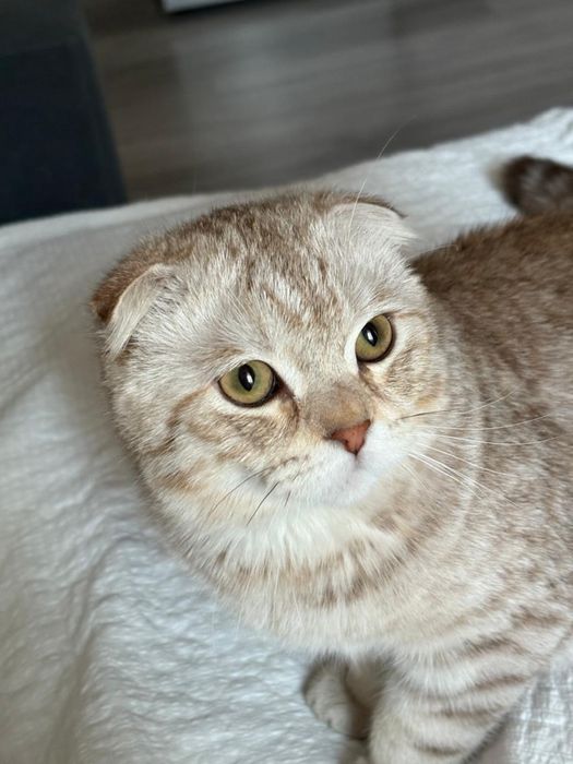 Нужно хороший хозян для котик