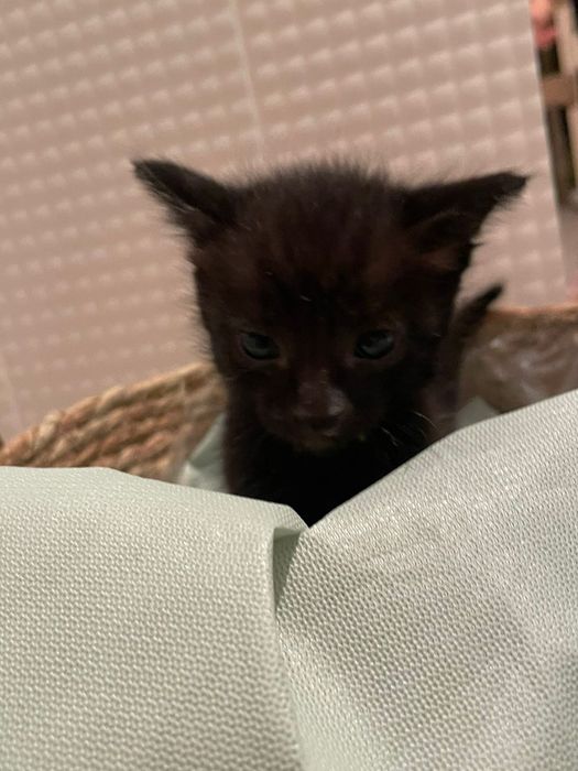 Отдам даром котят