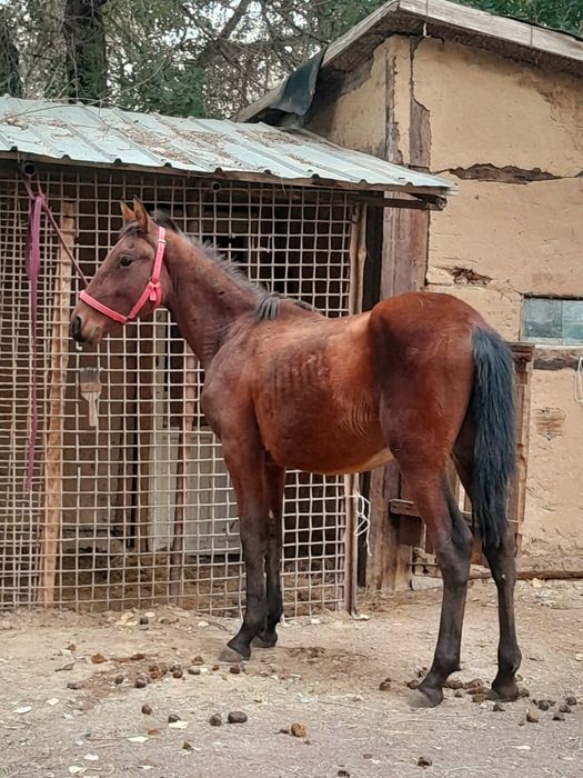 Еркек құнанды  ұрғашы байталға ауыстырым