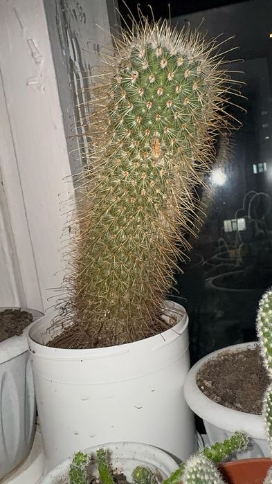 Кактусы коллекция необычные