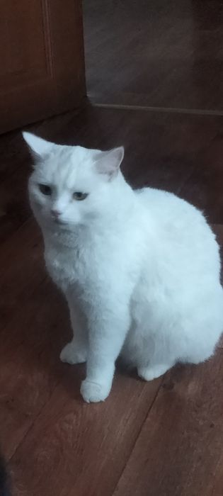 Отдам добрым,любящим животных людям взрослую кошку