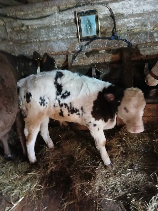 Vindem vițel  belgian