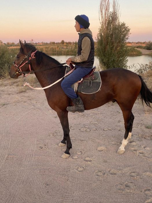 Пішпе ат сатылады