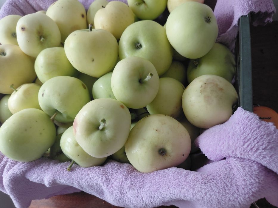 Продам. Яблоки. Белый. Налив