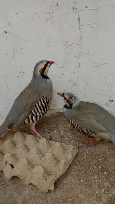 Kakliklar kulangi qora tovuqlar