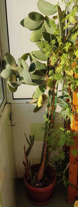 Кактус "Opuntia Microdasys" h>2.0m'