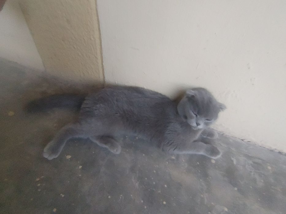 Scottish Fold,1,5 – 2,5 yosh,aqlli va odamga tez o‘rganuvchan,