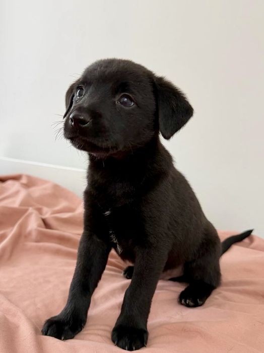 Щенки в добрые руки