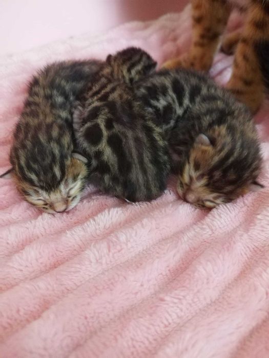 Бенгалски котета