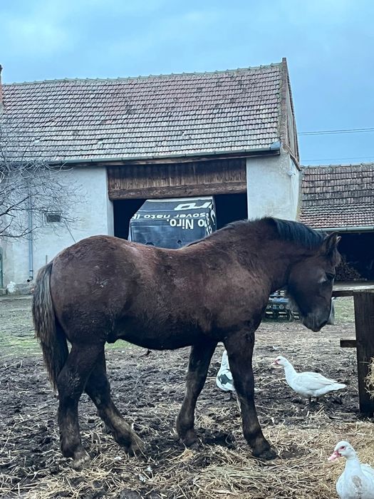 Manz de vanzare Igriș