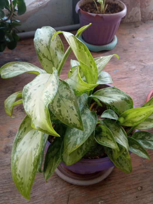 Гулдер неше турли