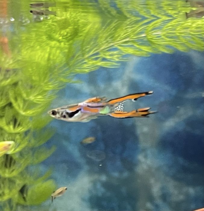 Гуппи Эндлера продам.