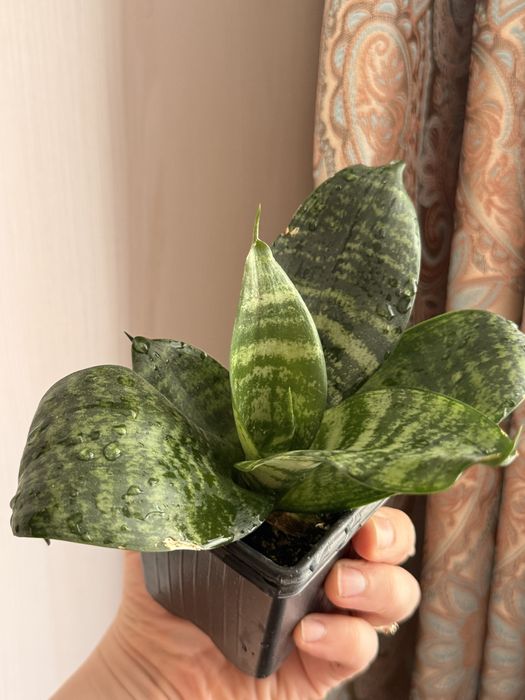 Сансевиерия комнатное растение