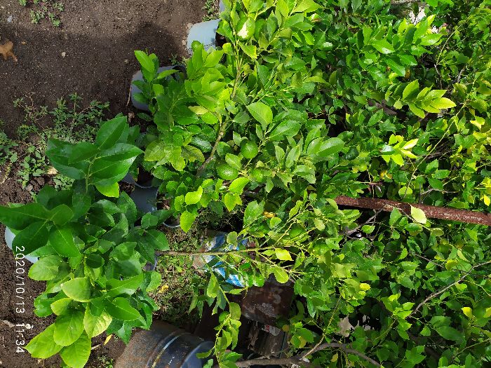 лимонови дръвчета