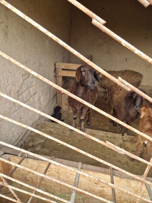 Продаётся бараны