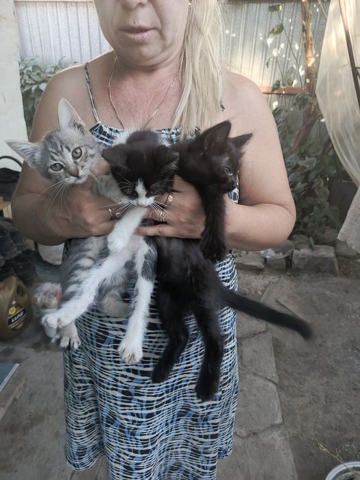 Отдам котят в добрые руки
