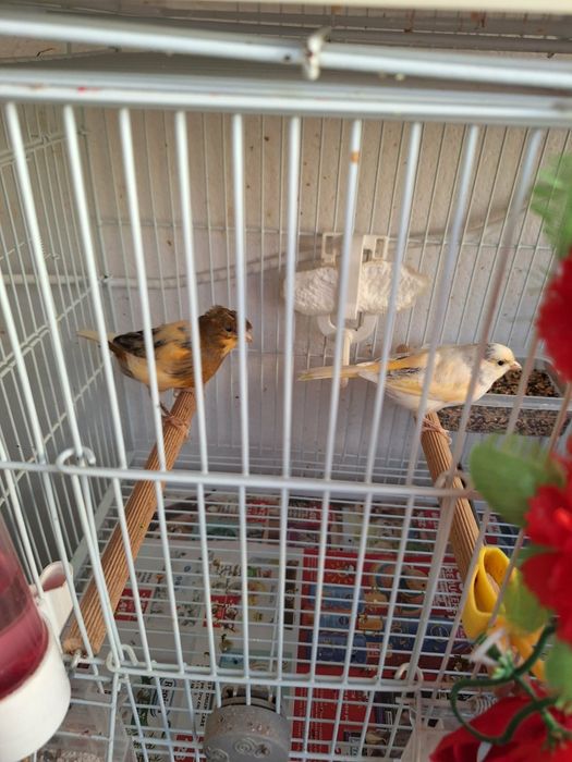 Canari de vânzare