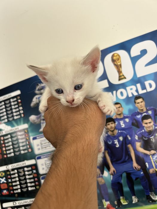 Regdoll srochna sotiladi 6 ta