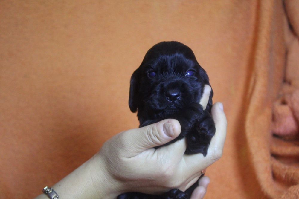 Англиский кокер спаниель