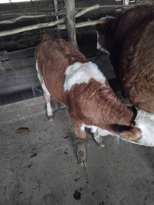 Vând vițel frumos