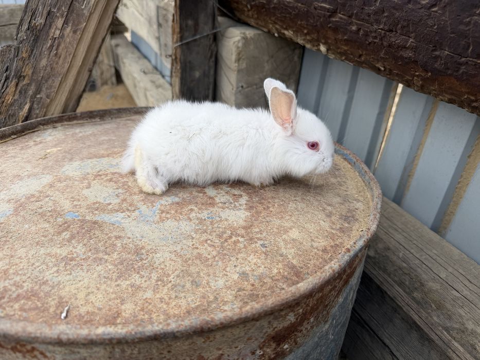 Кожек 1 айдан кетти