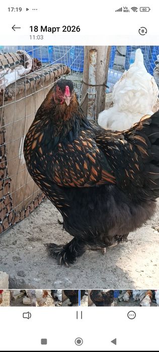 Продаются яйца курей породы  брама