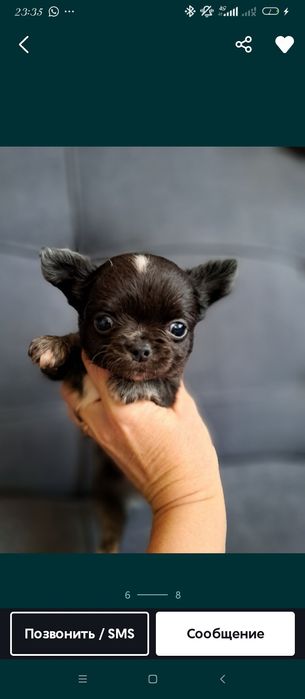 Продаю мини чихуахуа