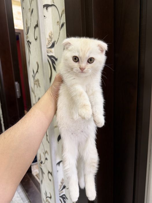 British shorthair