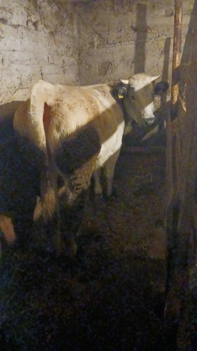 Juninca rasa belgiana