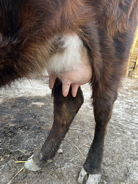 Сиыр сатылады!! Бұзауымен