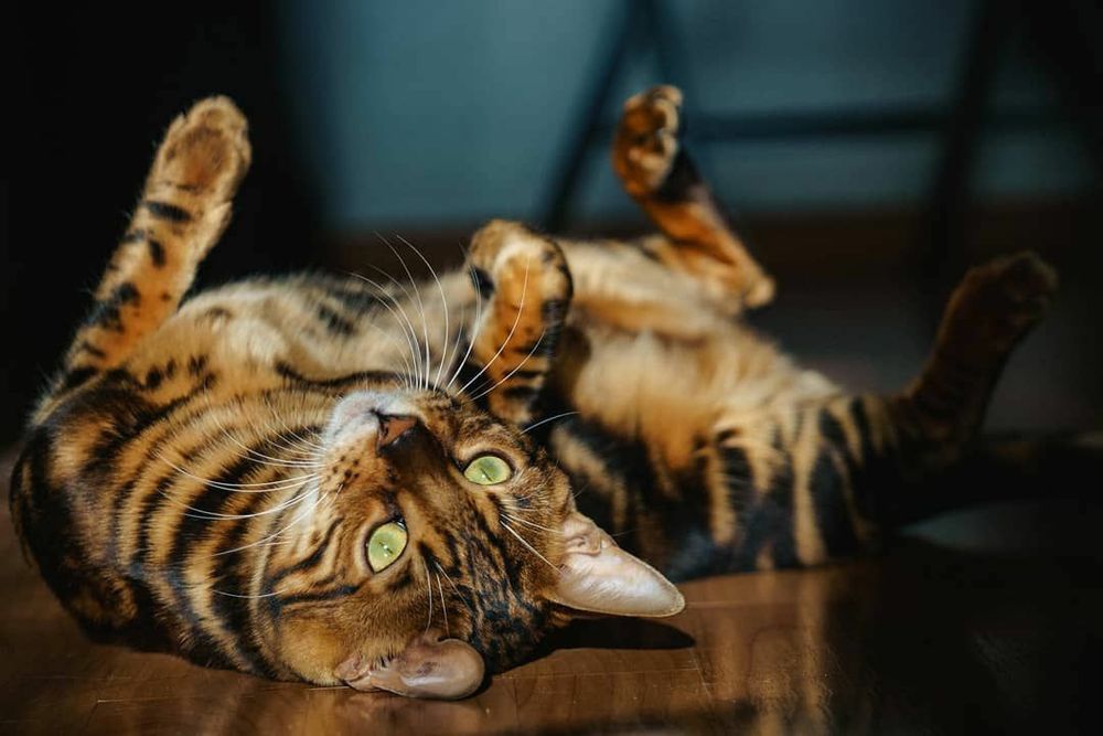 Леопардовые КОТЯТА!