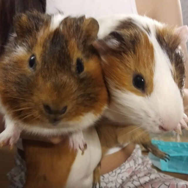 Морские свинки домашние питомцы