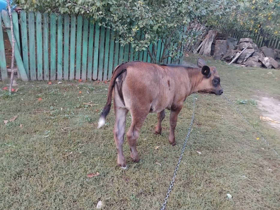 Vițica de vanzare