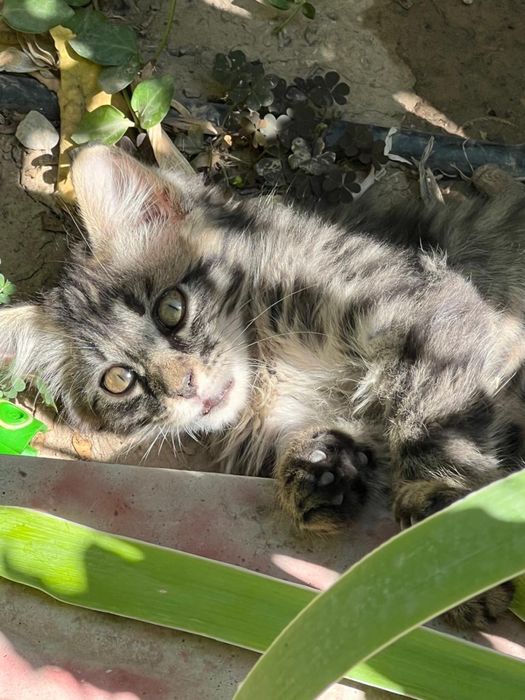 Котенок  очень красивый