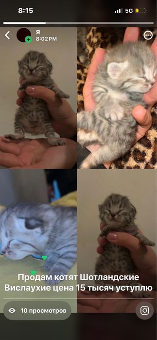 Шадтланское вислаухие