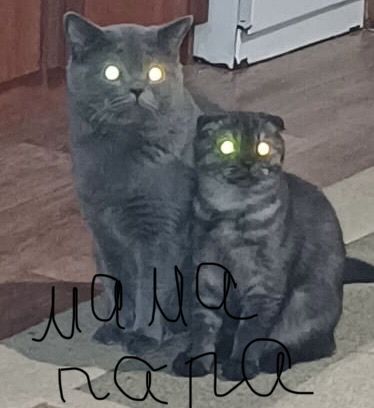 Продам котенка (девочка)