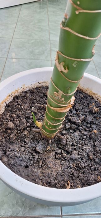 Floare de interior DIEFFENBACHIA 3 m innaltime