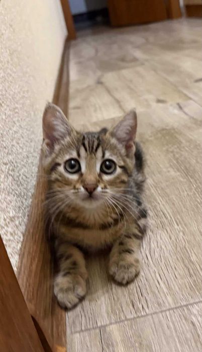 Подарявам малко коте