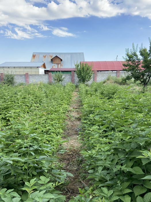 Саженцы Ежемалины