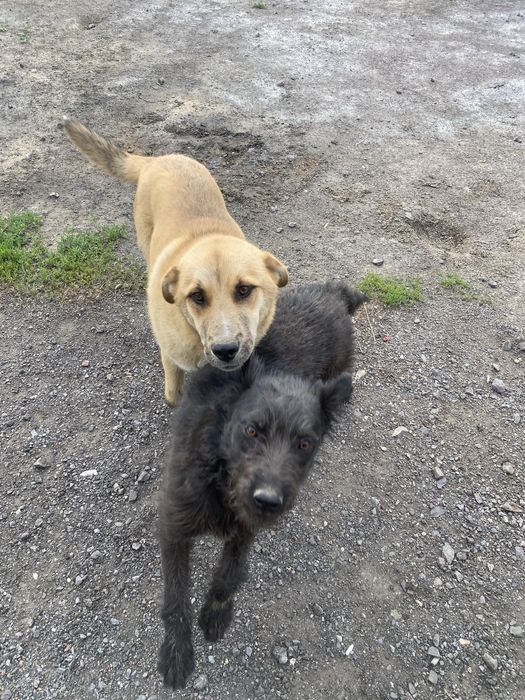 Щенки Питбуль Төбет