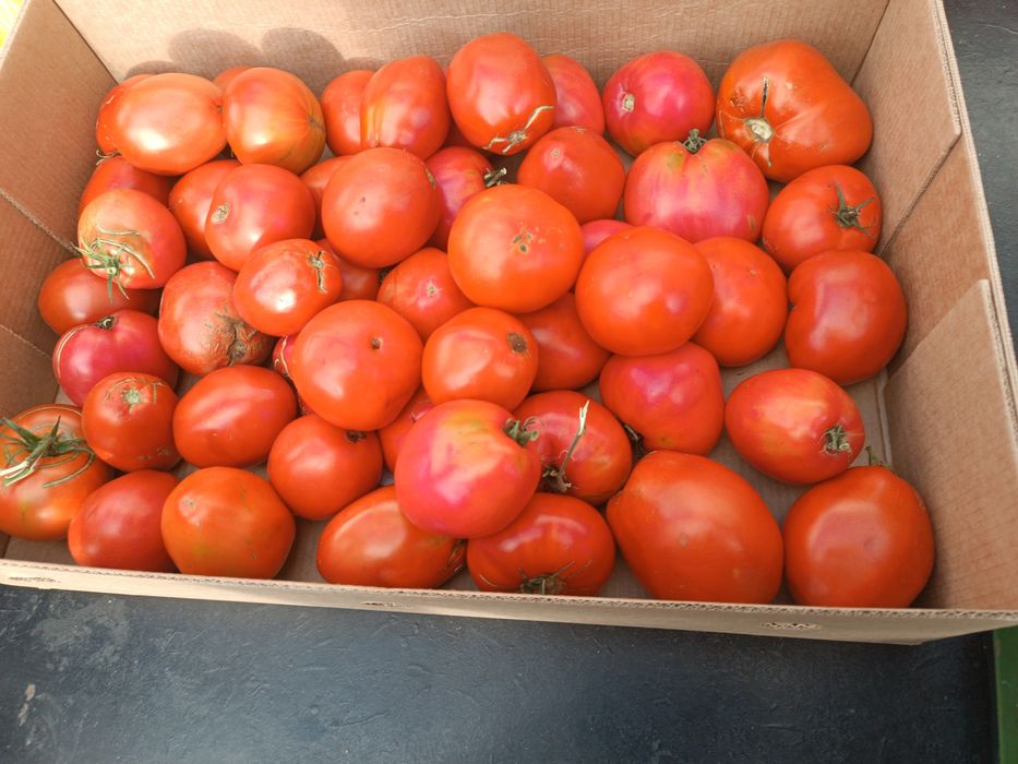 Продам  домашние  помидоры