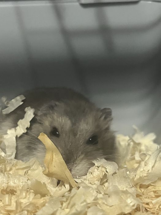 Отдам хомяка джунгарика в добрые руки