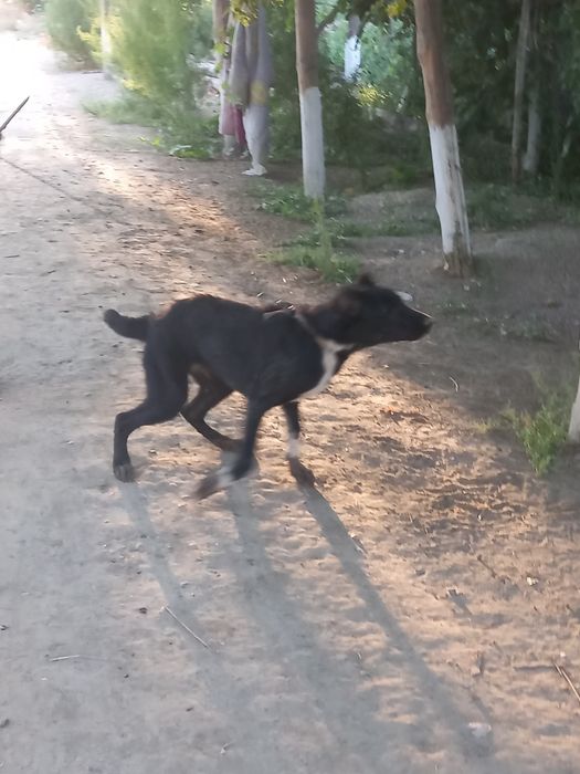 Алабай кучу еркак